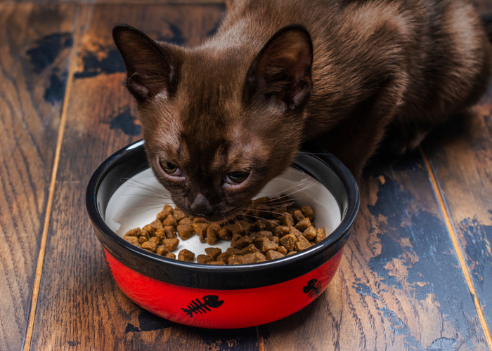 Burmese Cat Breed Diet and Nutrition