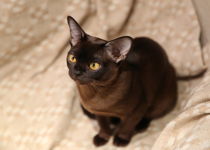 Caring and Grooming A Burmese Cat