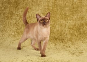 Burmese Cat Breed Physical Traits