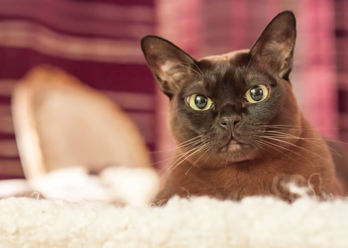 Burmese Cat Name Ideas