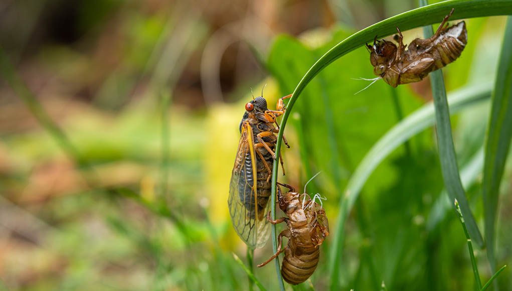 Dogs Eat Cicadas