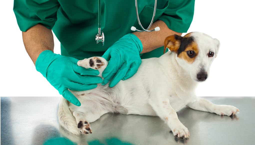 Vet Checking Dog's Joint Health