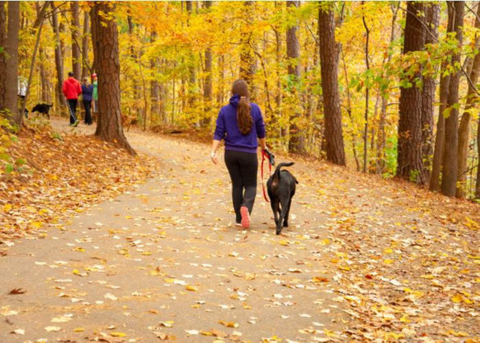 Exercise for better dog joint health