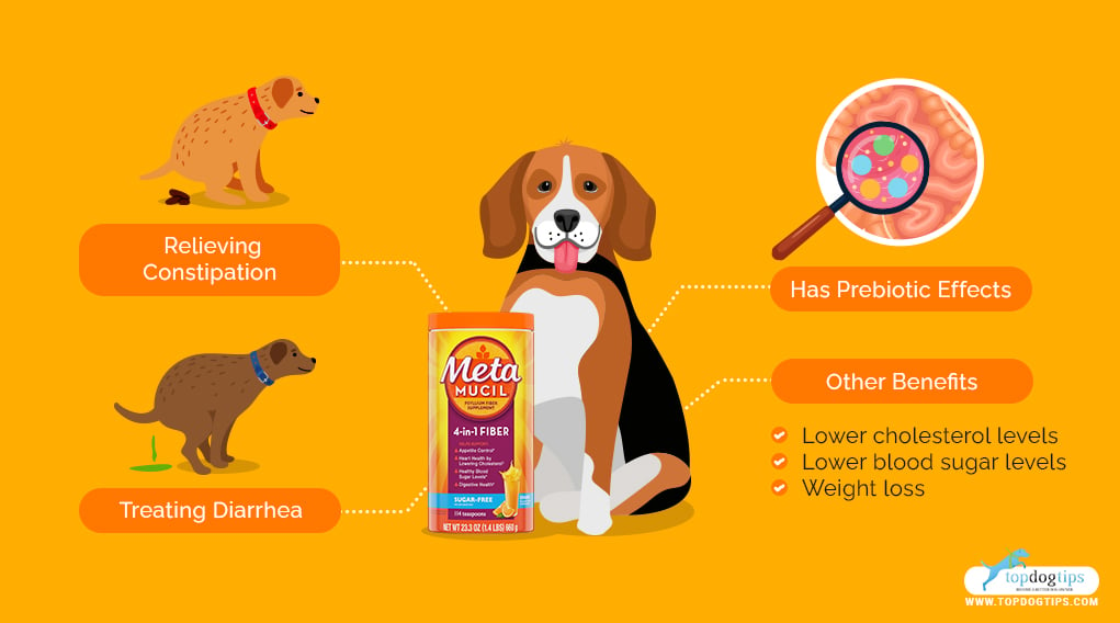 Metamucil for Dogs BENEFITS