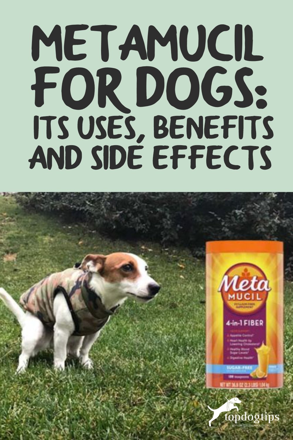 Metamucil for Dogs