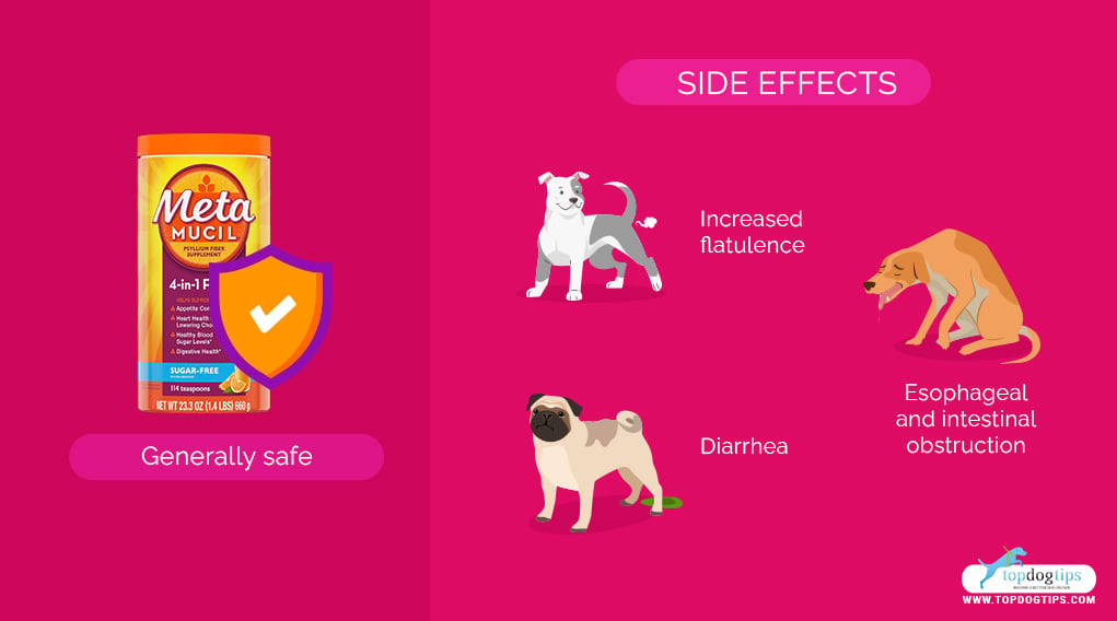 Metamucil for Dogs Side Effects