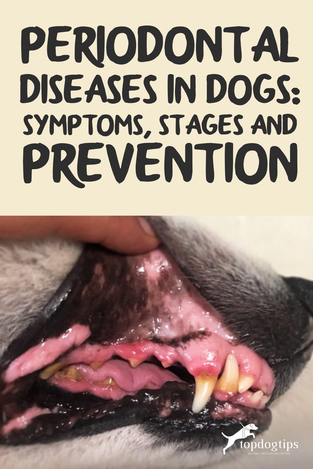 Periodontal Diseases In Dogs 