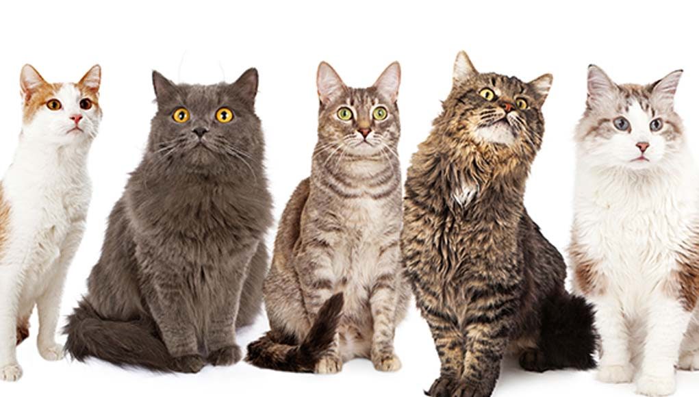 Popular Cat Breeds