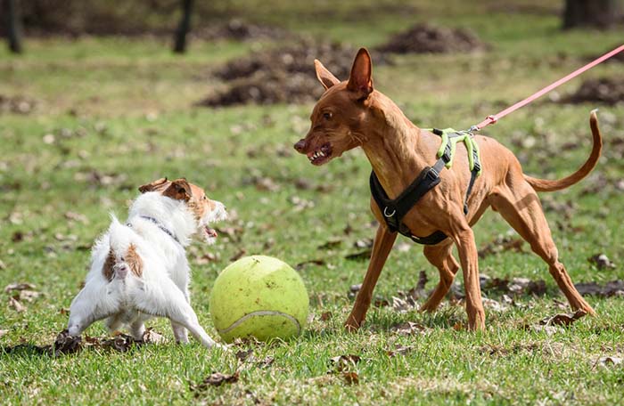 Pros of Dog Neutering