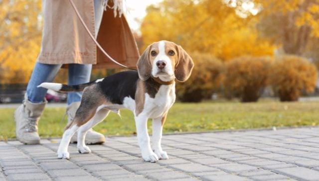 Protect dog paws on hot pavements featured image