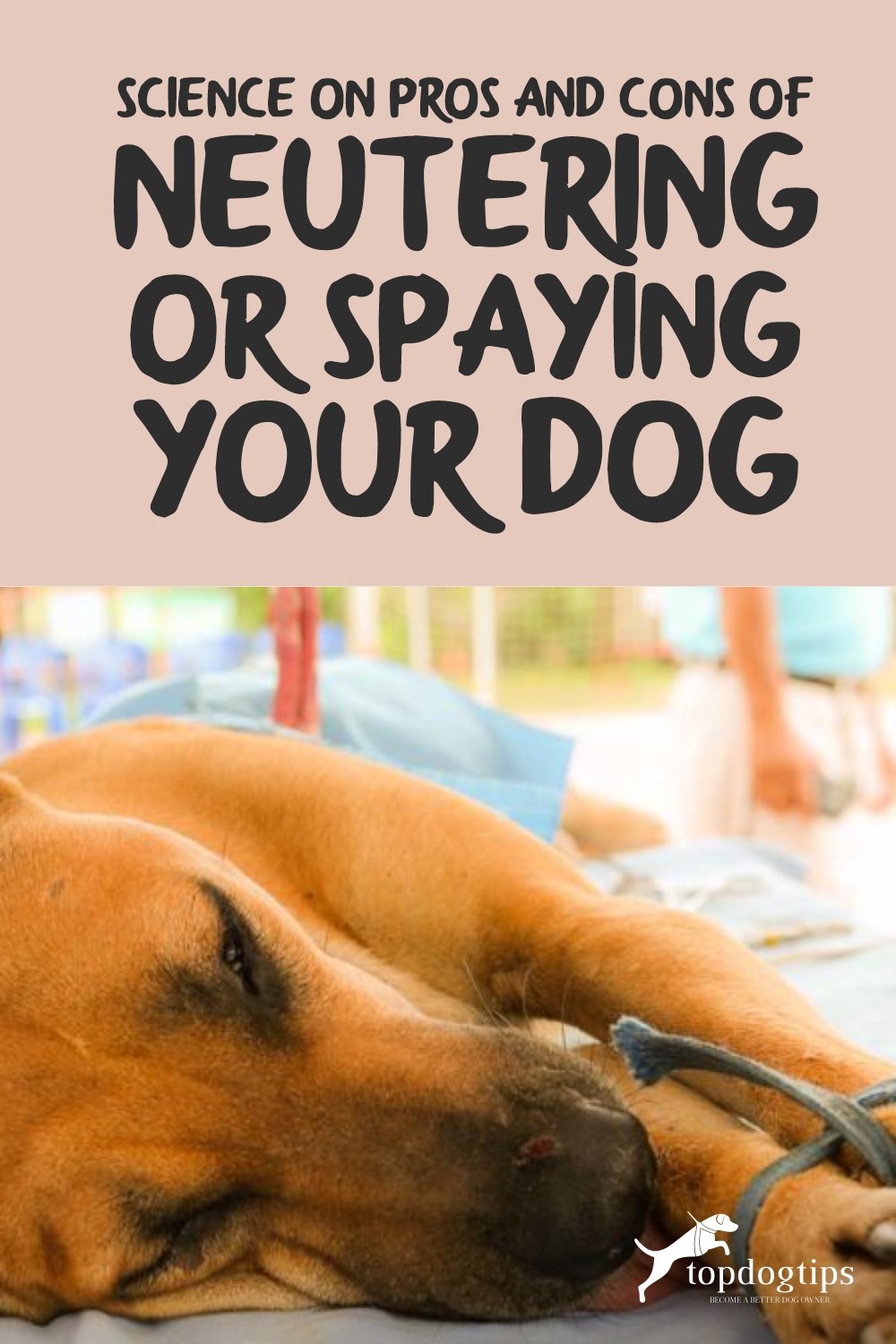 Neutering or Spaying Your Dog