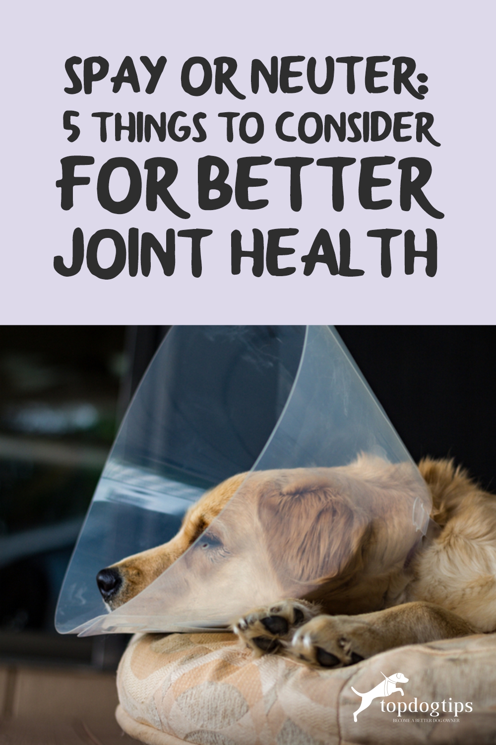 Spay or Neuter Joint Health