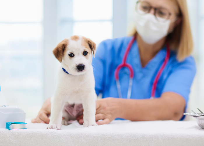 Choosing the right vet