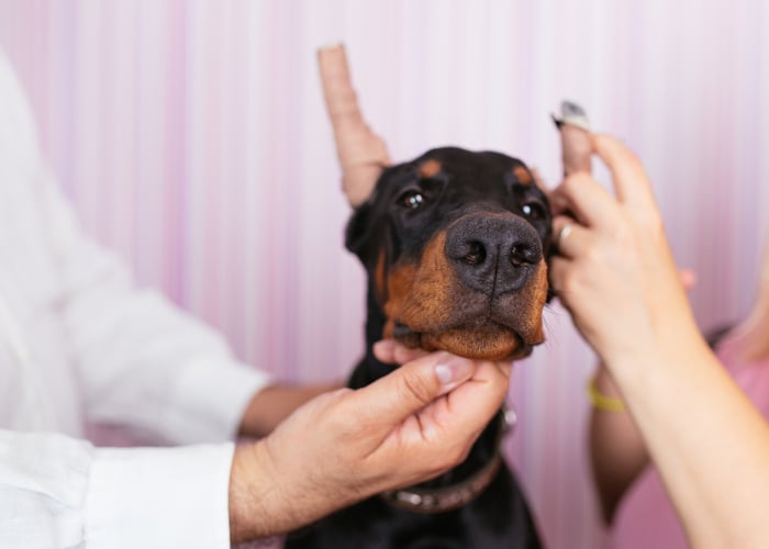 Cropping Dog Ears Aftercare