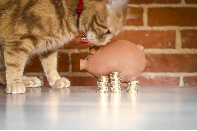 cost of cat ownership