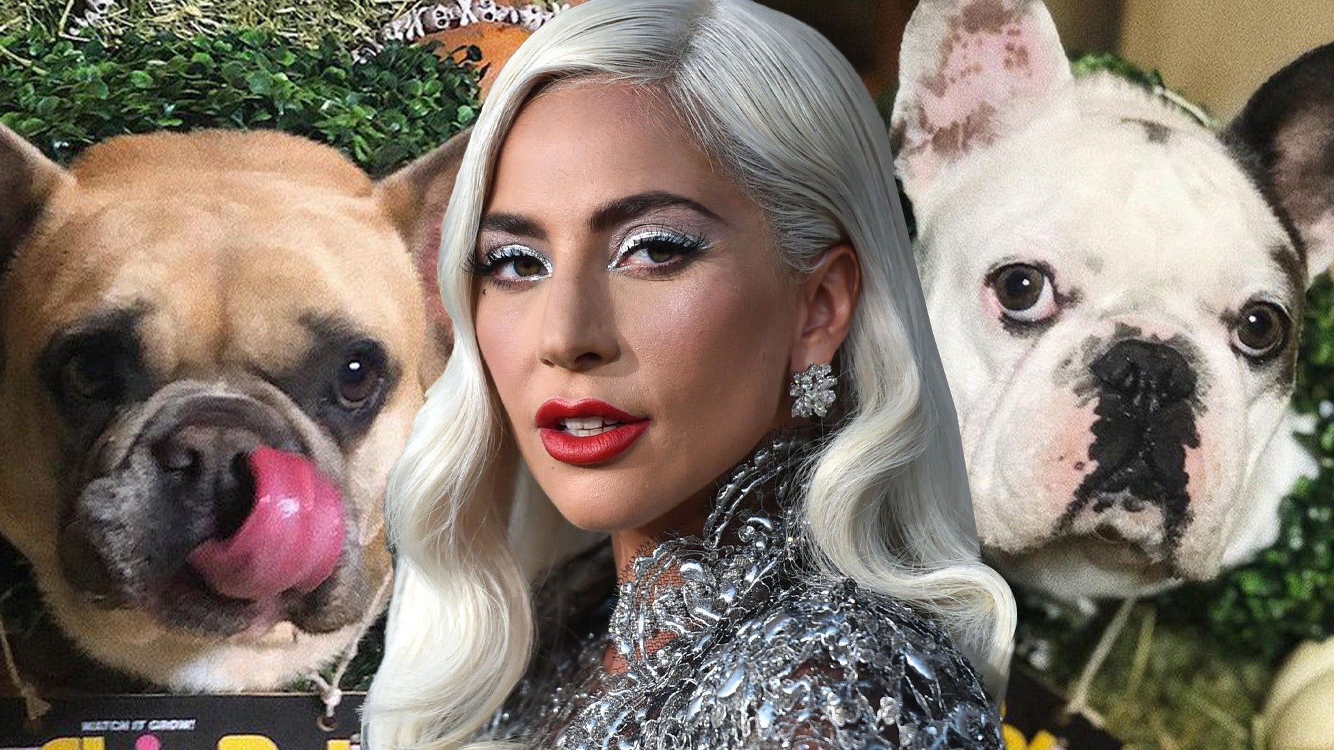 lady gaga with her dogs