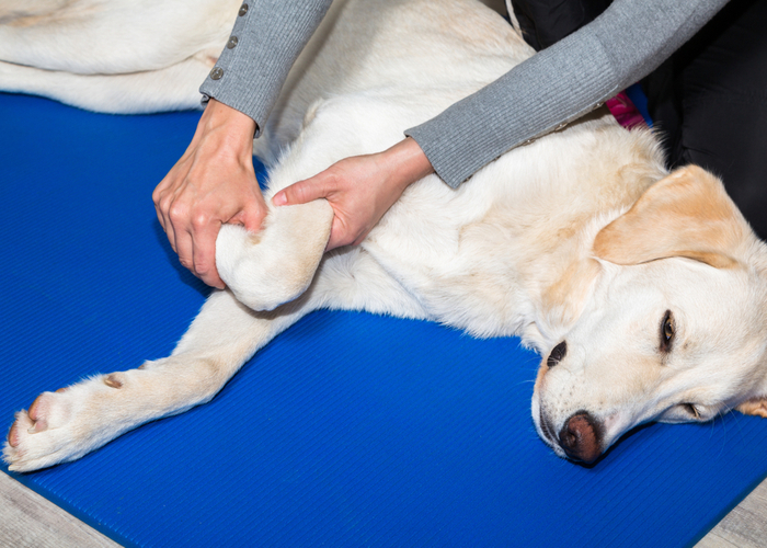 Massage to improve dog's joint health