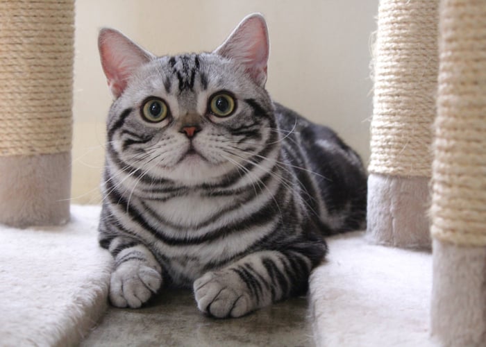 american shorhaired cat breed