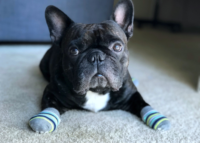 Dog Wearing Socks to Protect Paws