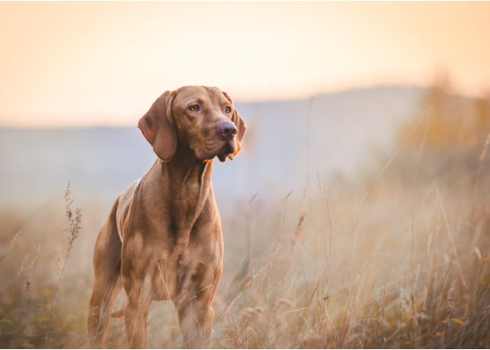 dog's personality