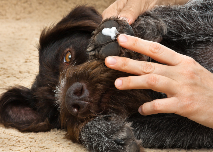 Moisturizing dog paws for protection