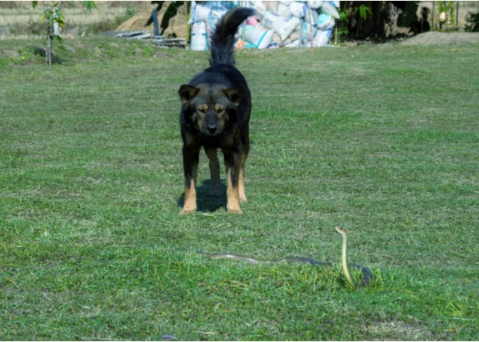 snake avoidance training