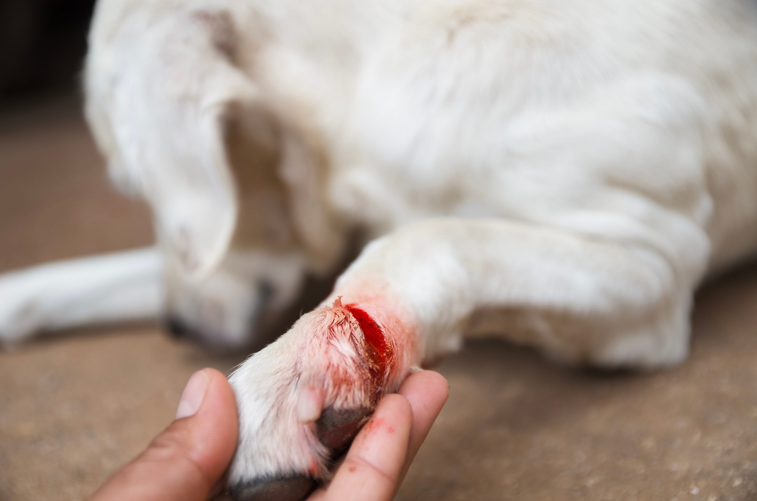 injured dog paw