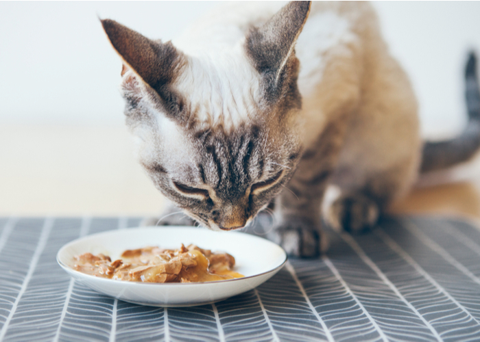 cat owner cat eating