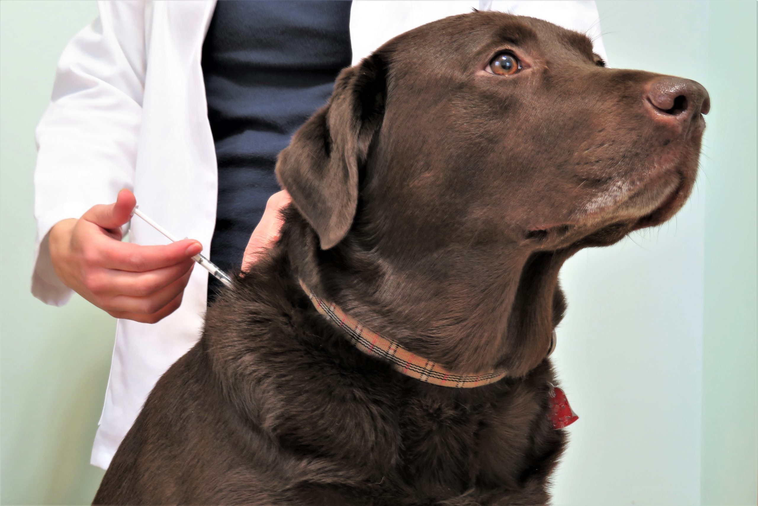 labrador getting vaccine