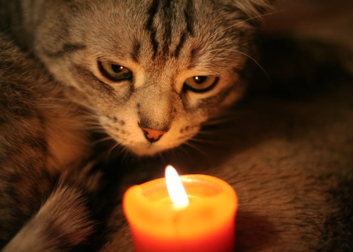 Pet's fire safety tips to prevent fire