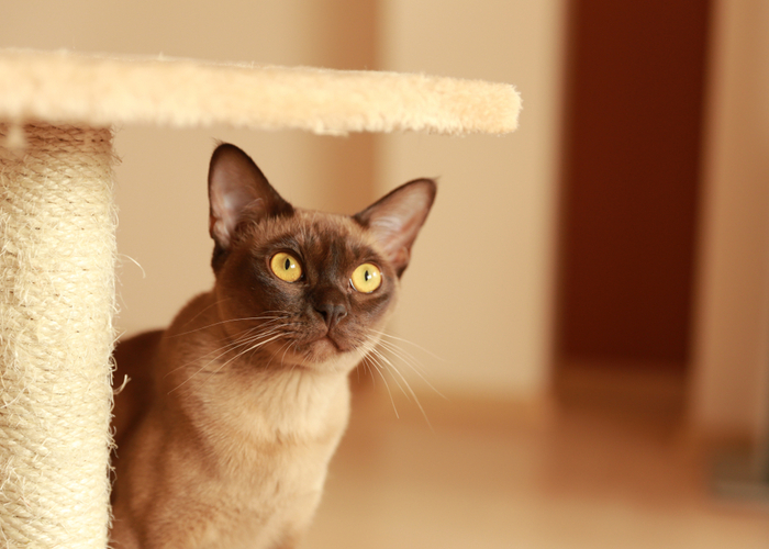 Where to Find Burmese Cat Breed