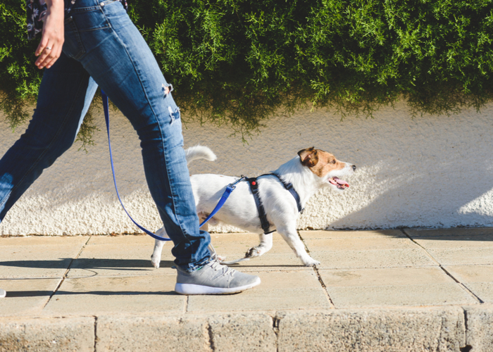 Can hot pavement burn dog paws