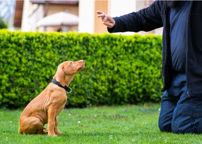 Training a dog before the introduction