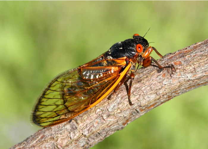 Dogs Eat Cicadas