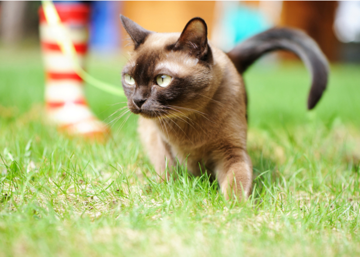 Burmese Cat's Personality and Temperament