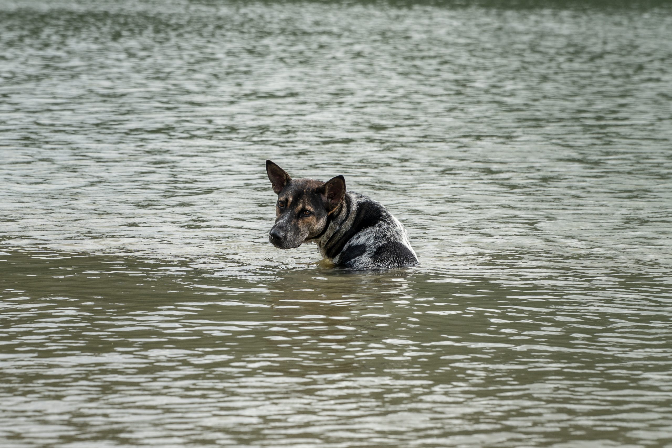 dog floating away from home after hurricane