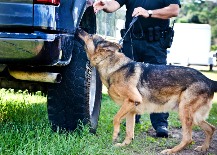 police k-9s