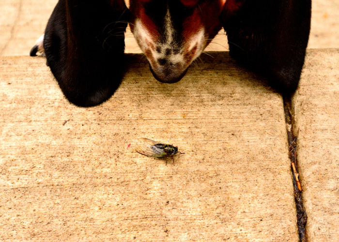 Dogs Eat Cicadas