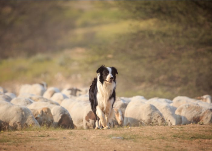 dog's personality