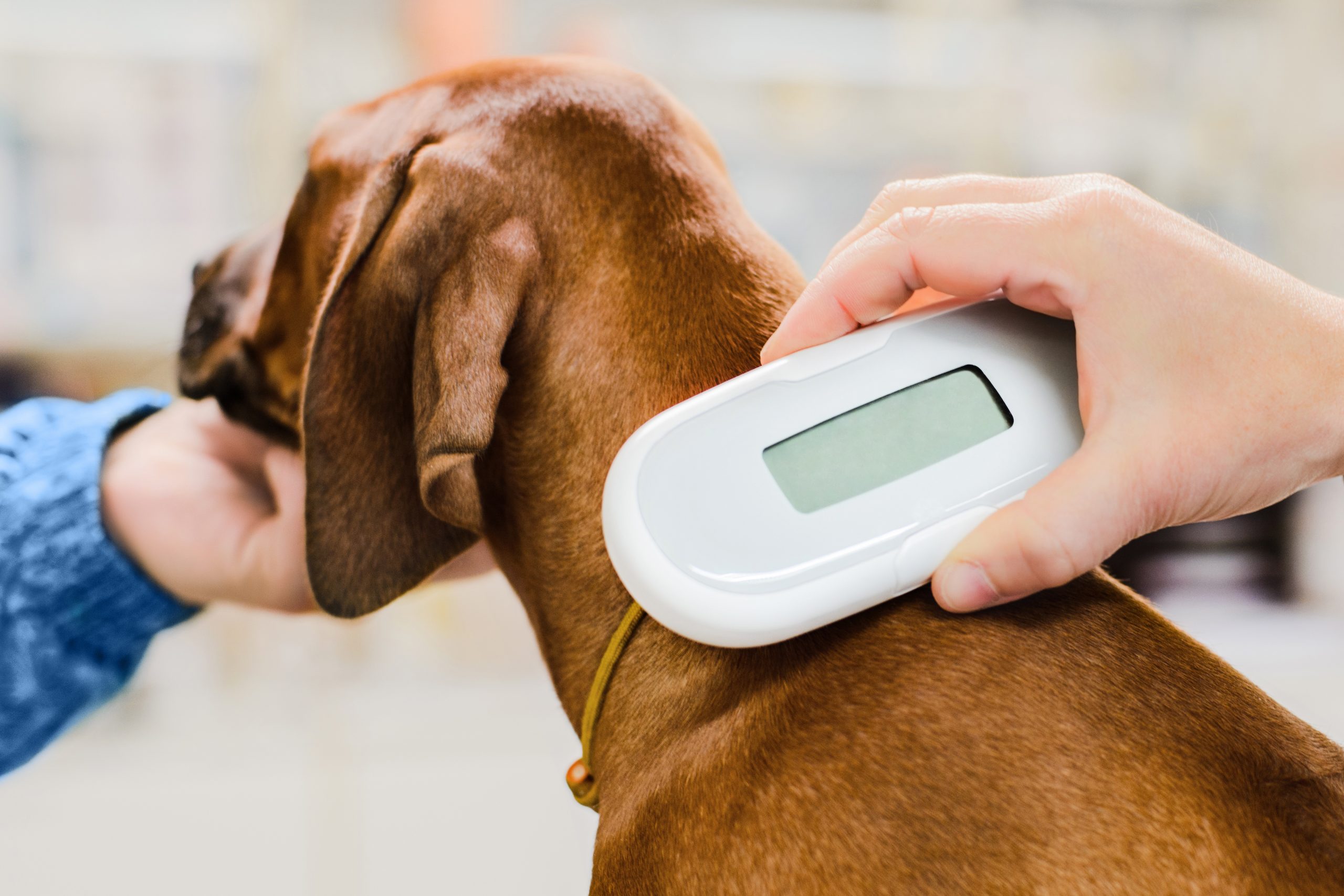 dog getting microchipped