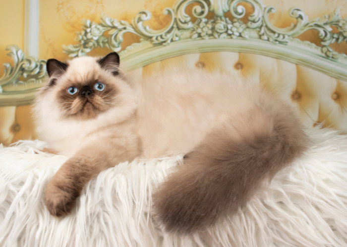 Popular Cat Breeds Persian Cat