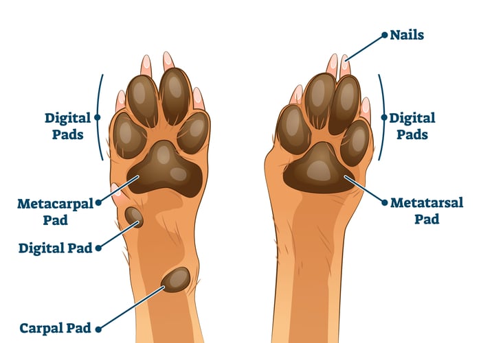 protect dogs paw