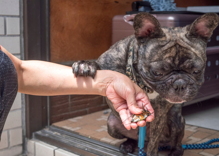 Dogs Eat Cicadas