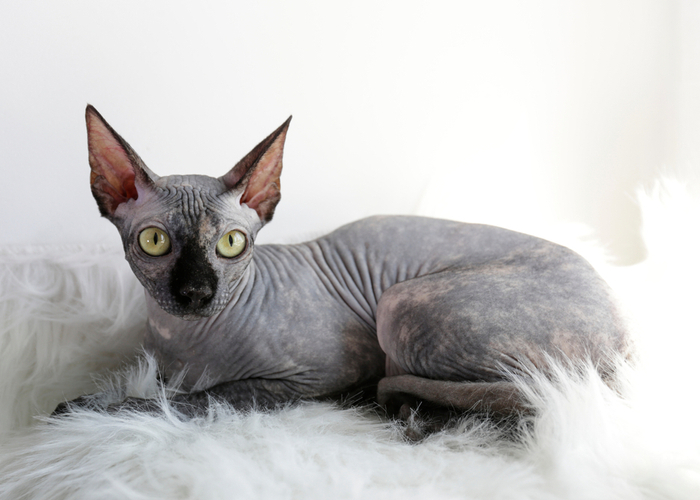 Sphynx Cat