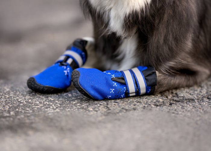 Dog Wearing Boots for Paw Protection