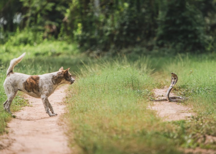 snake avoidance training