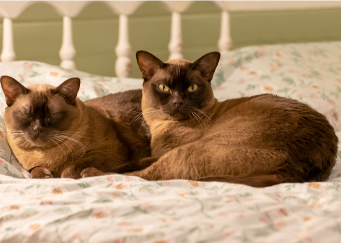 Burmese Cats lying in bed