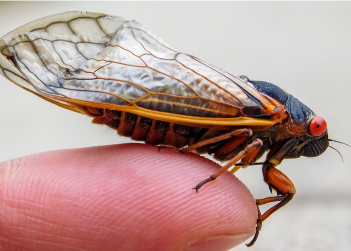 Dogs Eat Cicadas