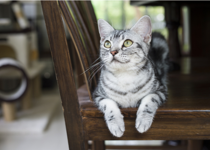 american shorthaired cat breed