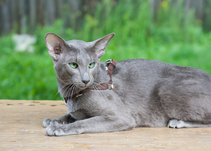 Oriental Shorthair